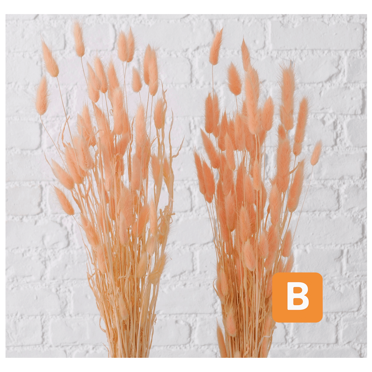 Trockenblume Feli my home